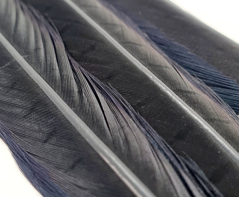 Cock Pheasant Tail Feather