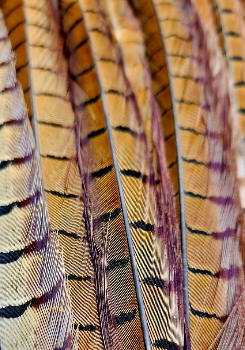 Cock Pheasant Tail Feather