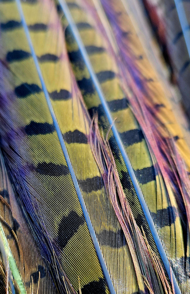 Cock Pheasant Tail Feather