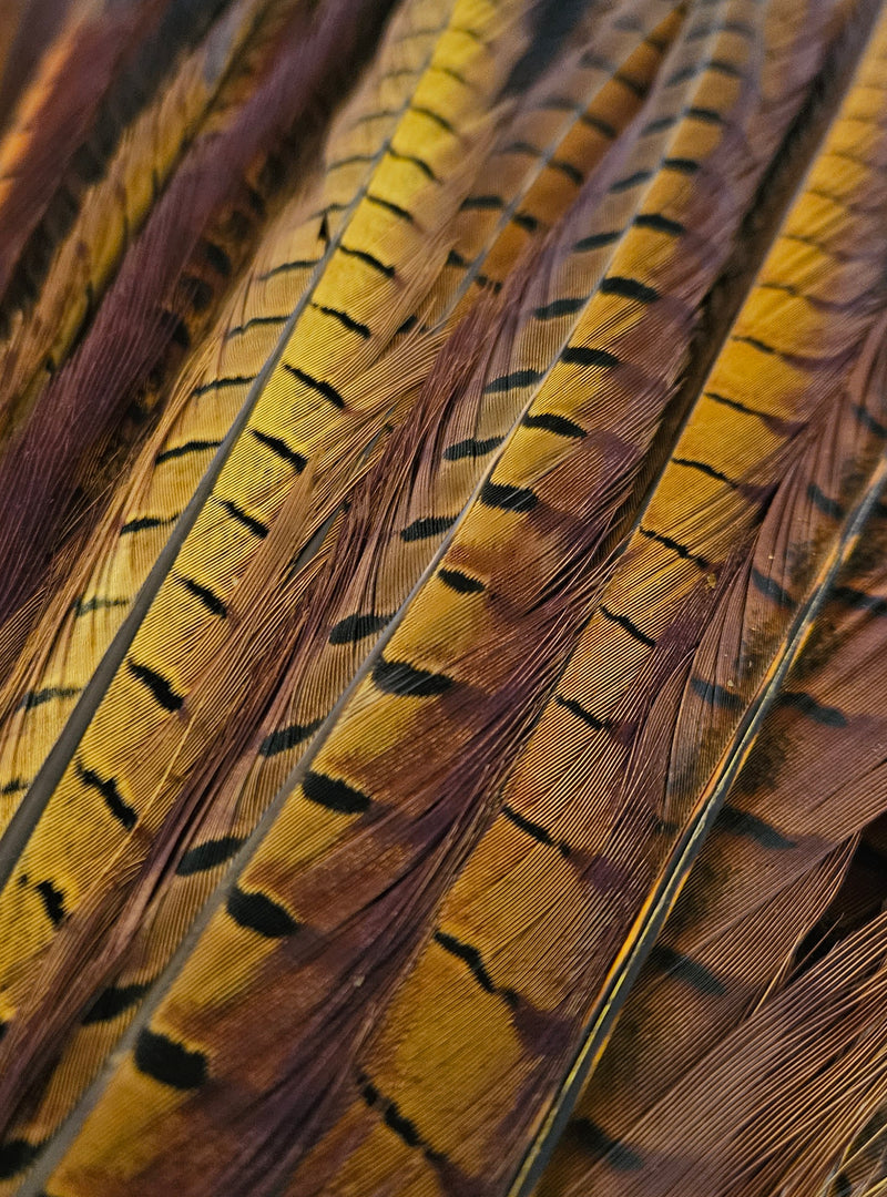 Cock Pheasant Tail Feather