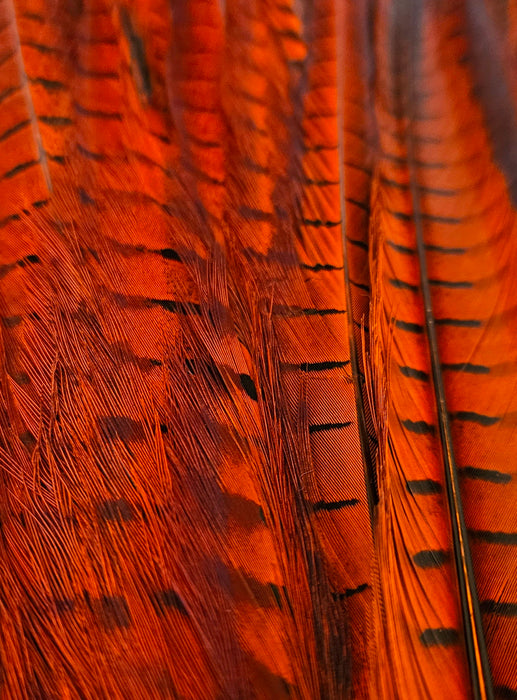 Cock Pheasant Tail Feather