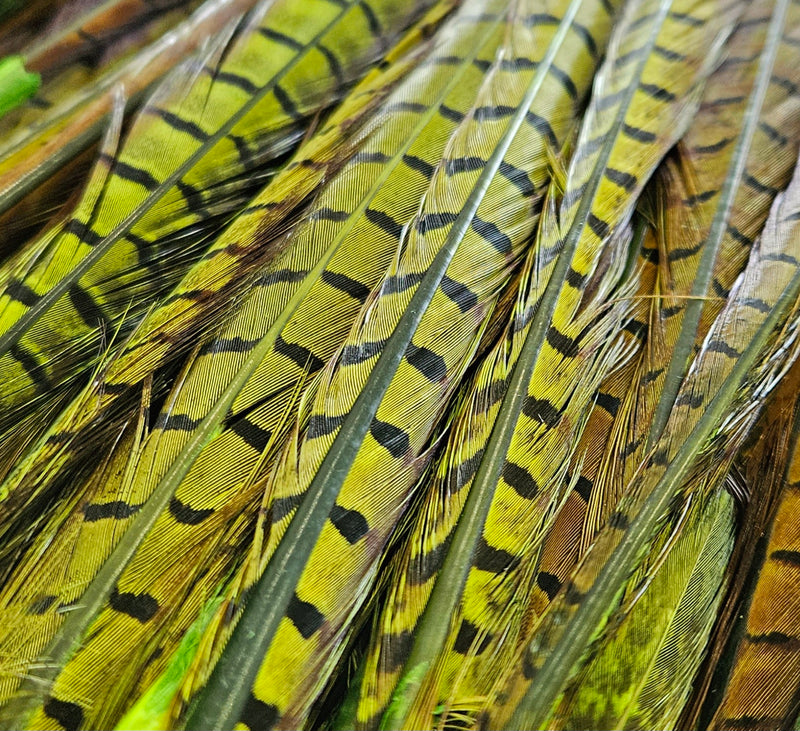 Cock Pheasant Tail Feather