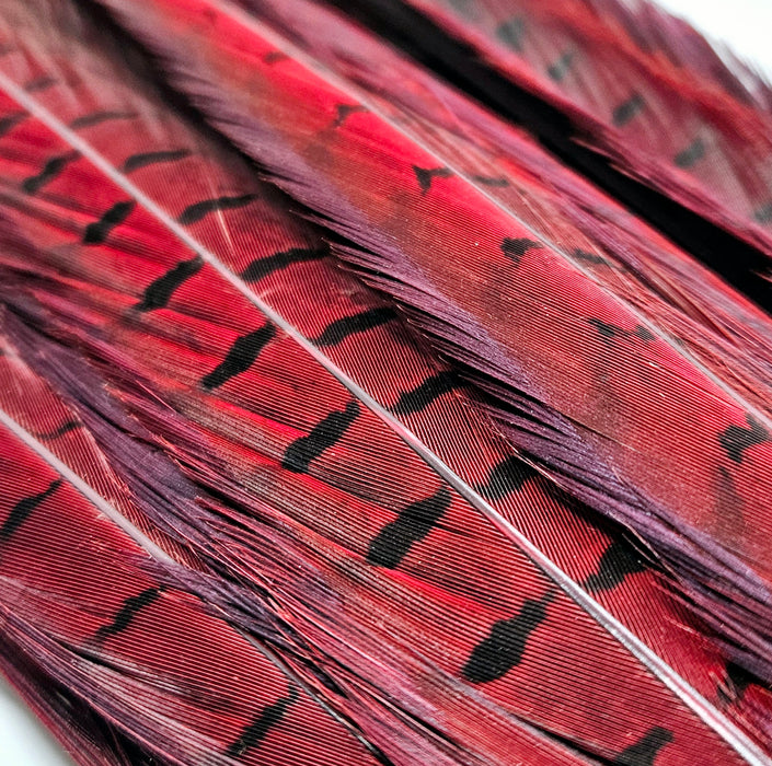 Cock Pheasant Tail Feather