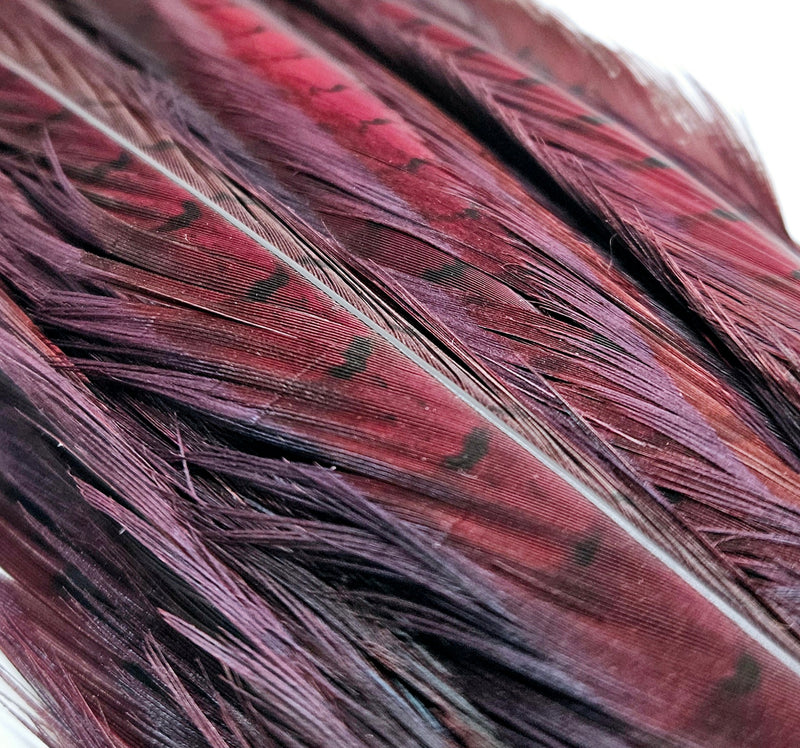 Cock Pheasant Tail Feather