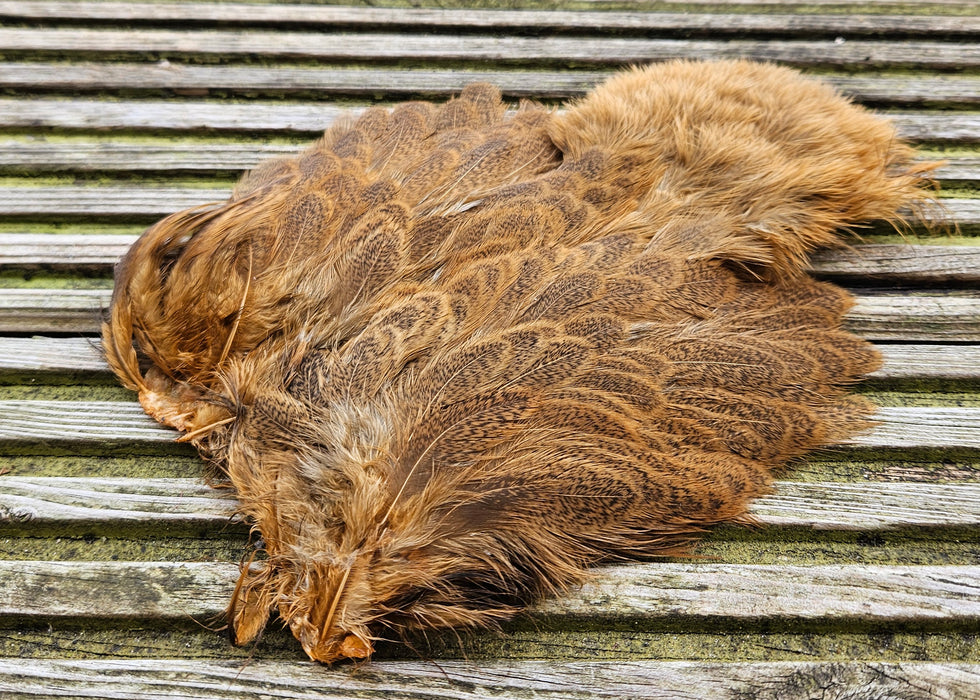 Whiting Farms - Brahma Hen Soft Hackle/Chickabou