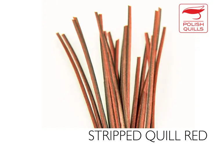 Polish Quills Hand Stripped Quillls
