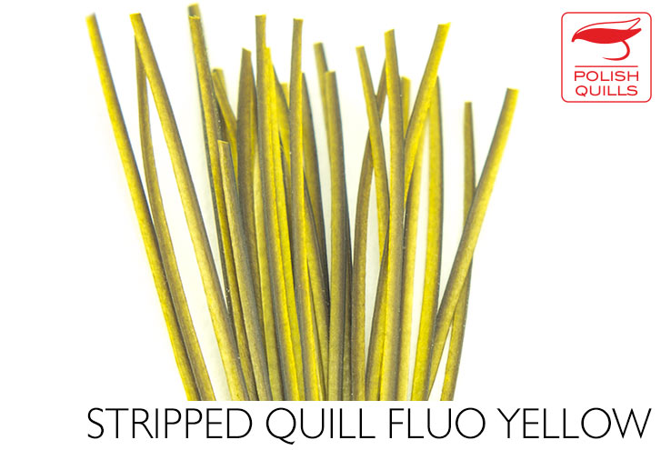 Polish Quills Hand Stripped Quillls