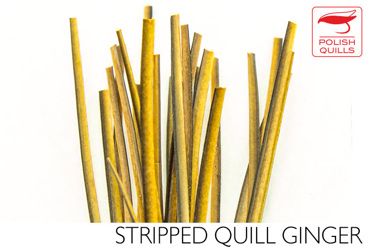 Polish Quills Hand Stripped Quillls
