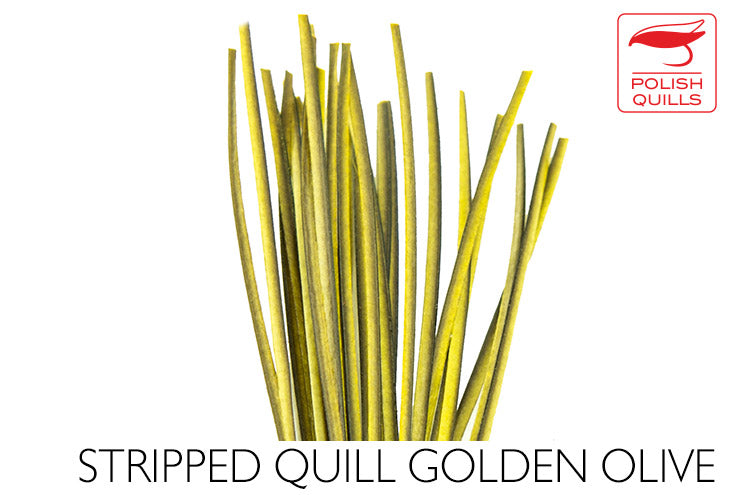 Polish Quills Hand Stripped Quillls
