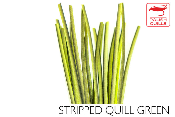 Polish Quills Hand Stripped Quillls