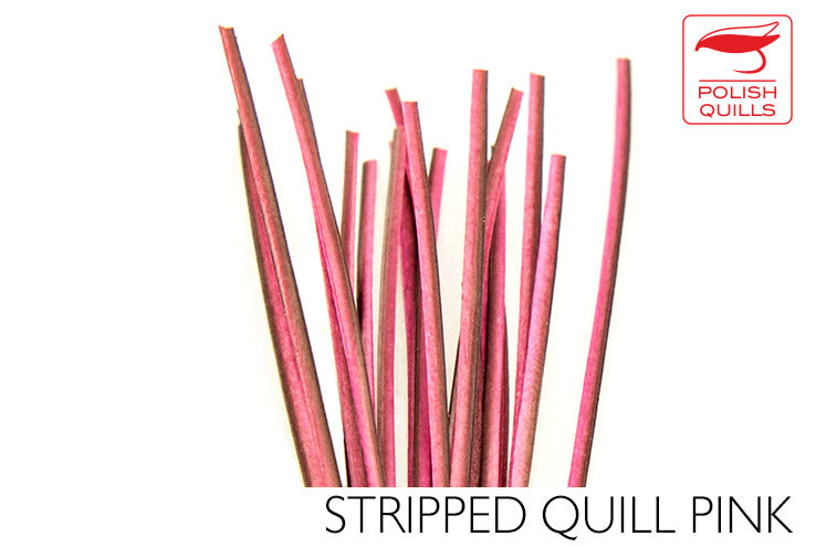 Polish Quills Hand Stripped Quillls