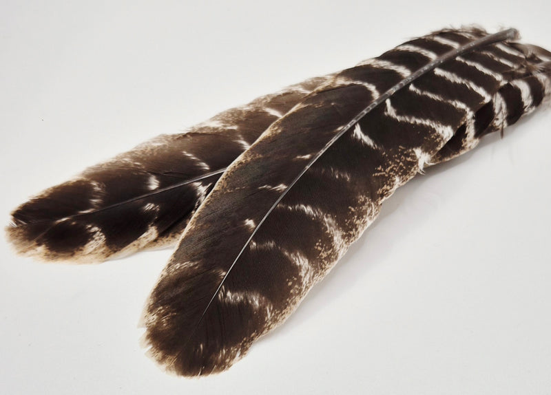 Nature's Spirit - Ozark Barred Turkey Quills