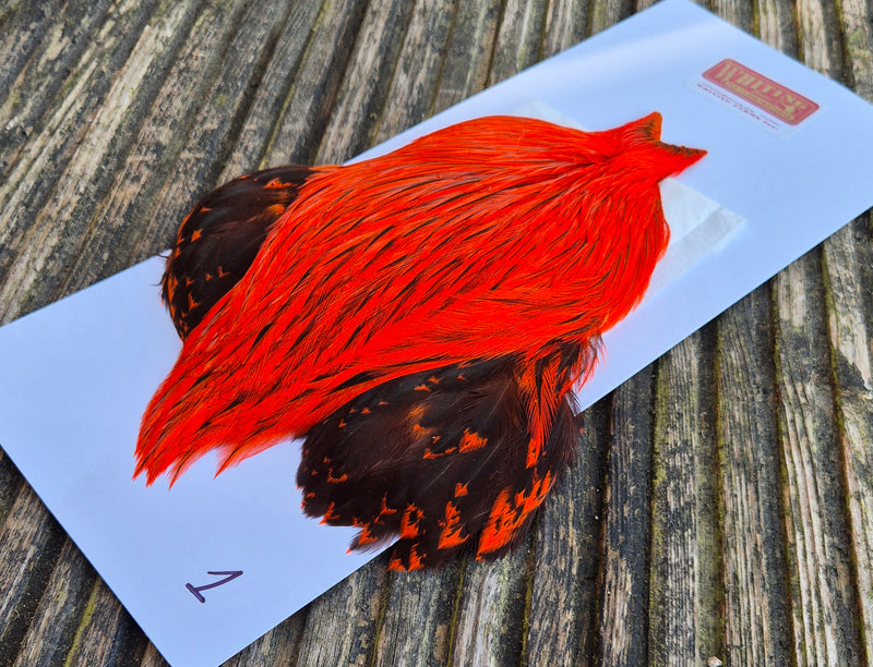 Whiting Farms - Brahma Rooster Cape - Badger