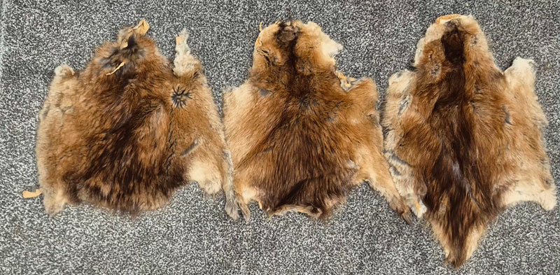 Muskrat Skins x3