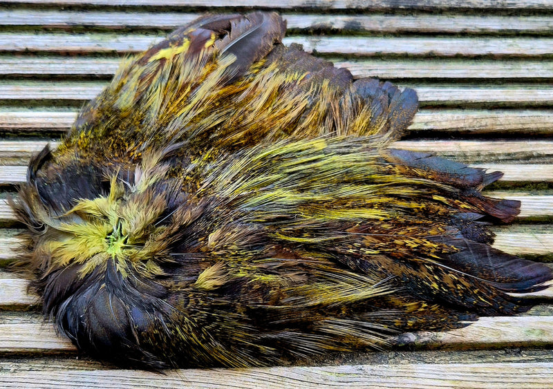 Whiting Farms - Coq de Leon Mayfly Tailing Pack