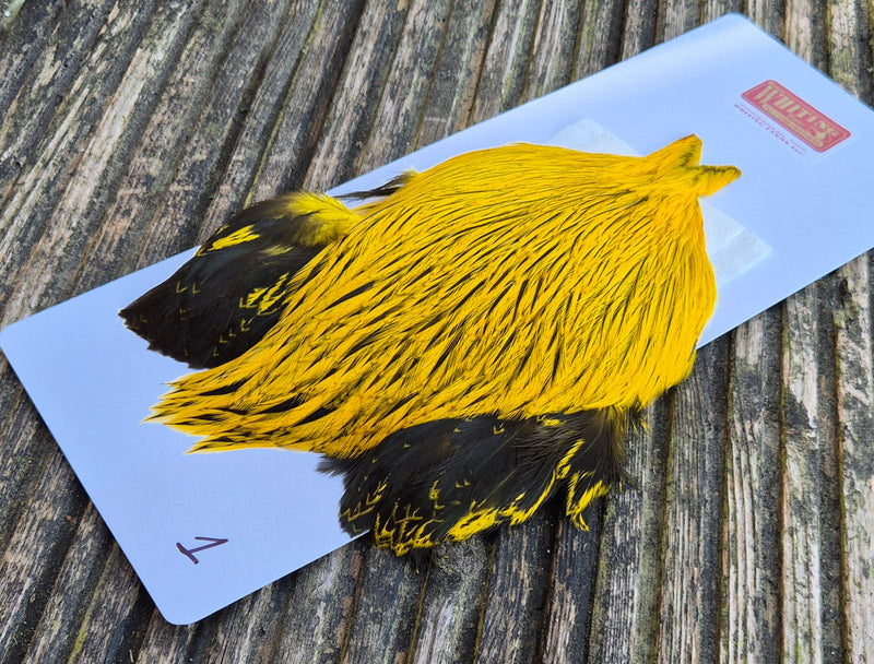 Whiting Farms - Brahma Rooster Cape - Badger