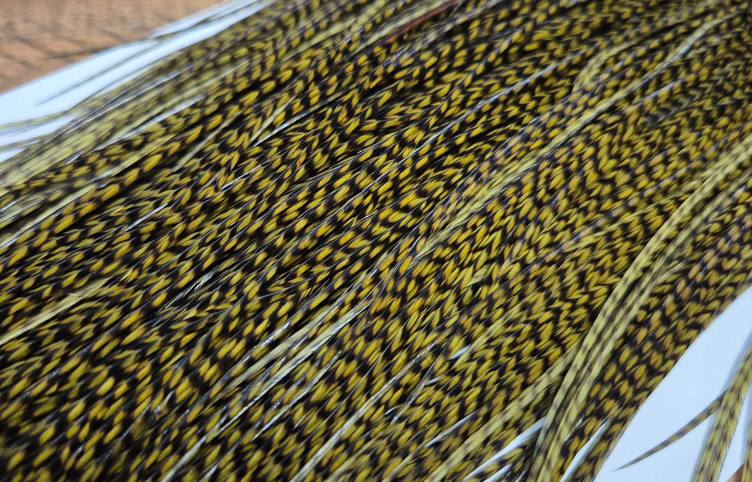 Whiting Farms - Pro Grade Midge Saddle - Grizzly Dyed Dark Olive