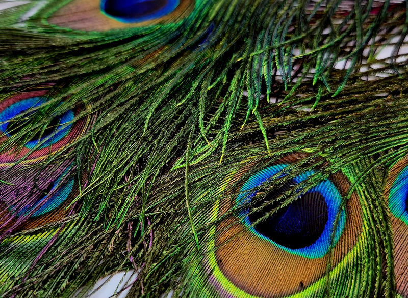 Veniard Peacock Eye Tops