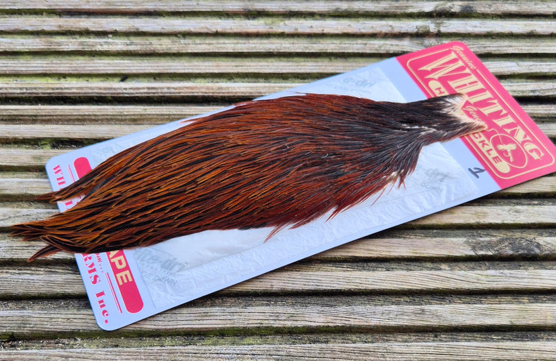 Whiting Farms - Hen Cape