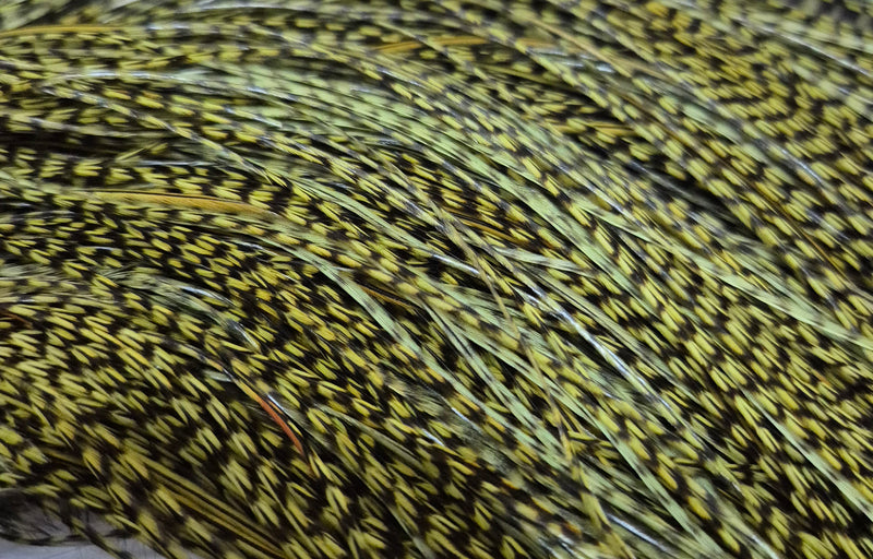 Whiting Farms - Pro Grade Midge Saddle - Grizzly Dyed Olive