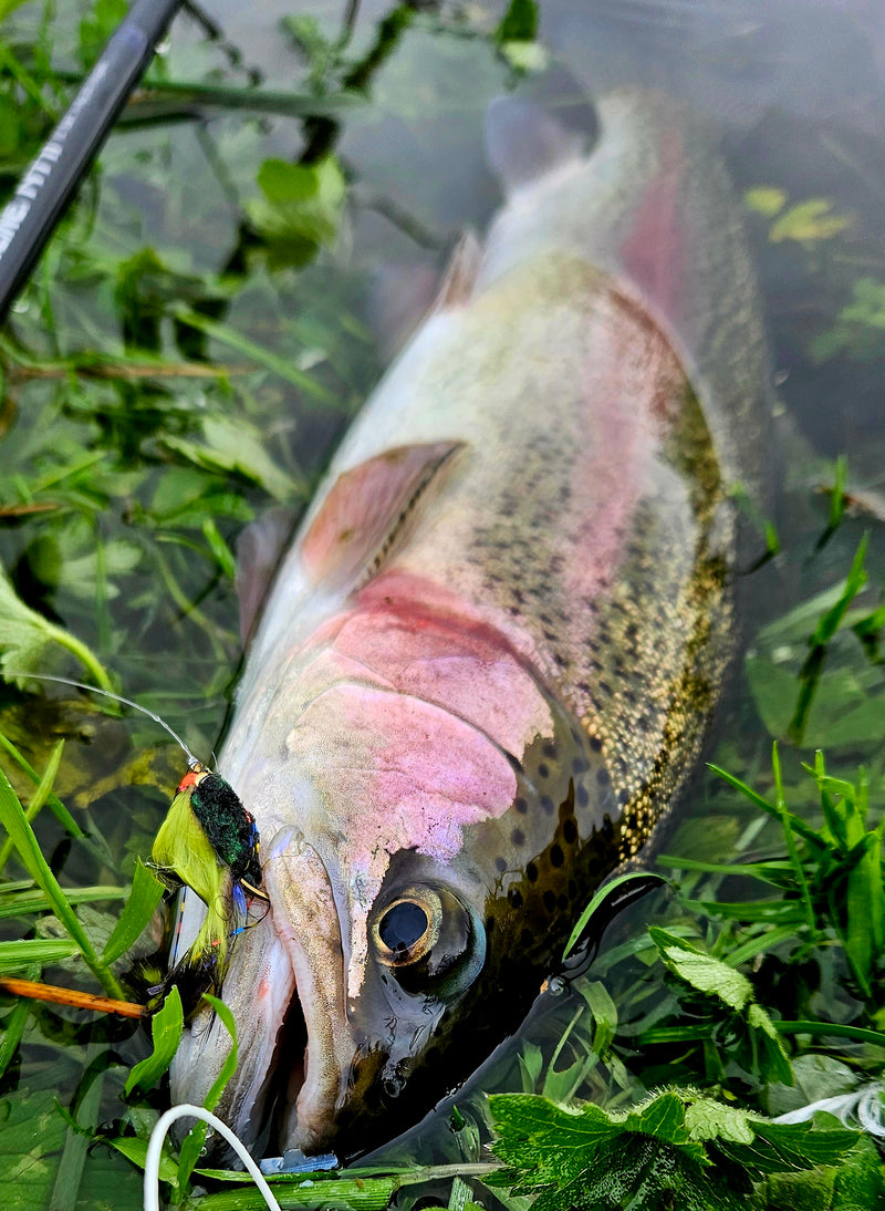 Scrambled Egg Chenille