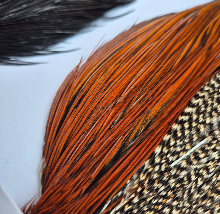 Whiting Farms Introductory Hackle Pack - Four Half Capes