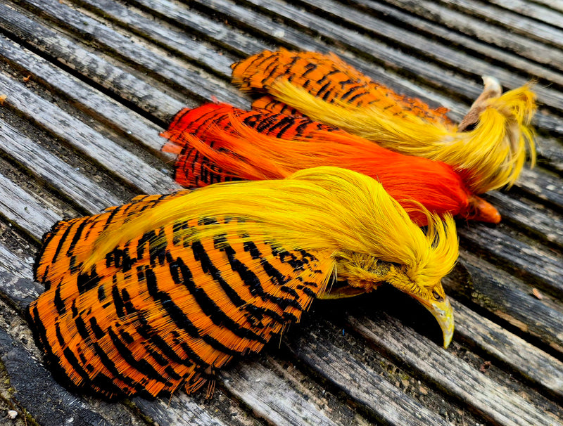Golden Pheasant Heads