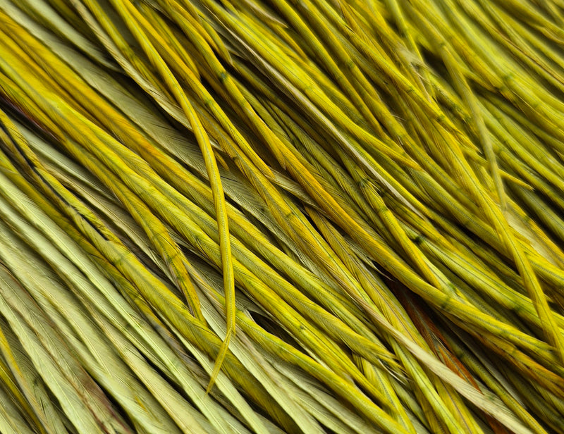 Whiting Farms - Pro Grade Midge Saddle - White Dyed Olive