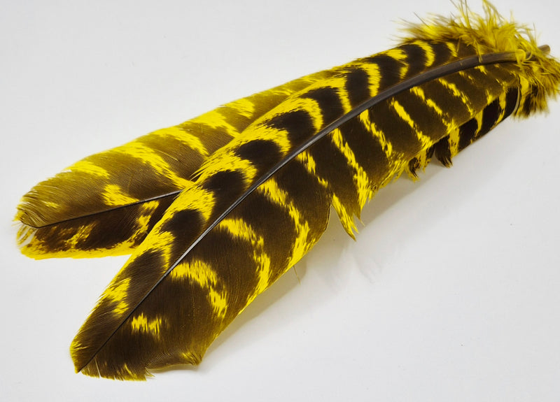 Nature's Spirit - Ozark Barred Turkey Quills