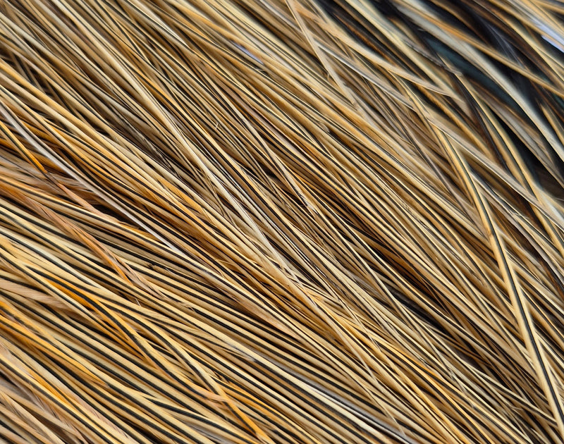 Whiting Farms - Pro Grade Midge Saddle - Golden Badger 2