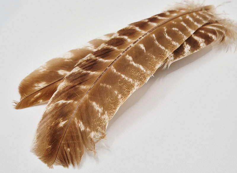 Nature's Spirit - Ozark Barred Turkey Quills