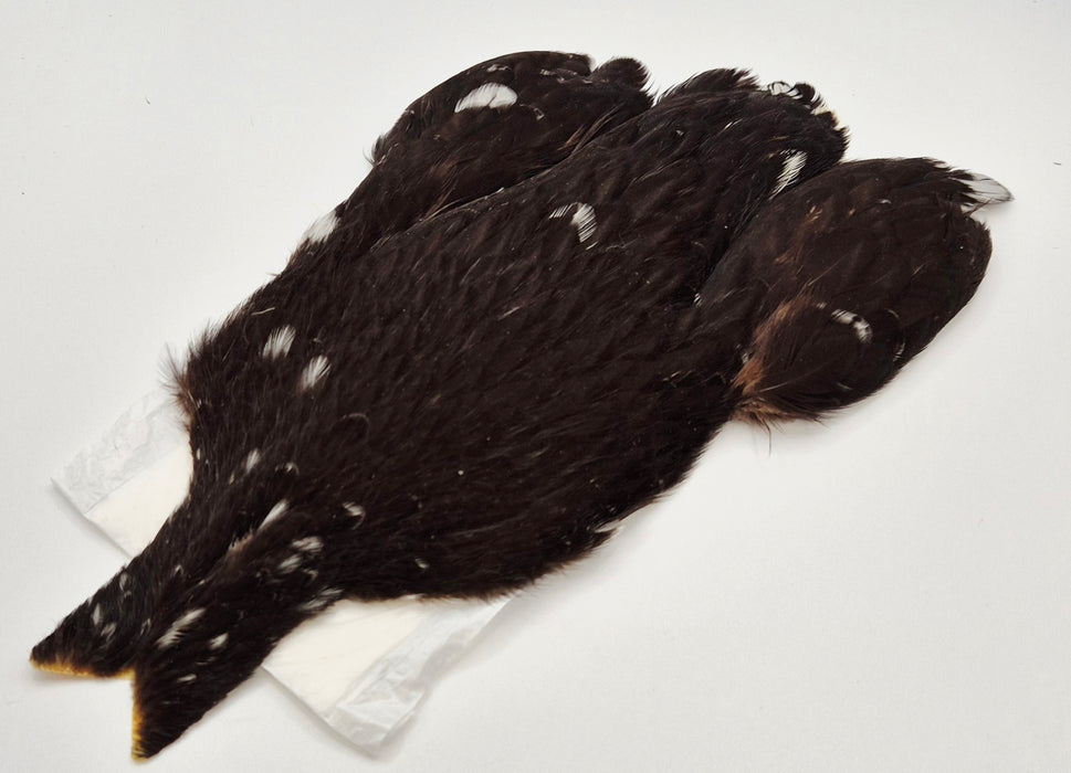 Whiting Farms 4Bs Hen Cape