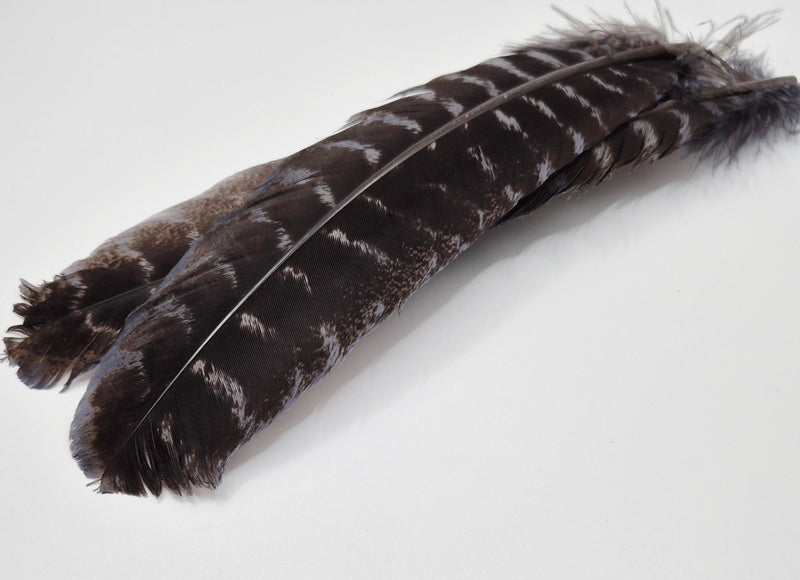 Nature's Spirit - Ozark Barred Turkey Quills