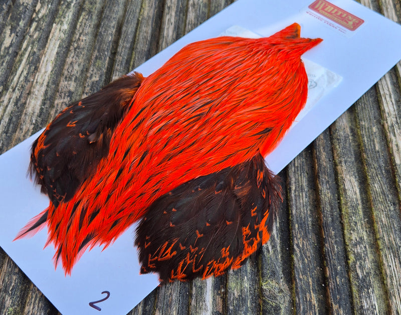 Whiting Farms - Brahma Rooster Cape - Badger