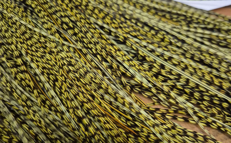 Whiting Farms - Pro Grade Midge Saddle - Grizzly Dyed Olive