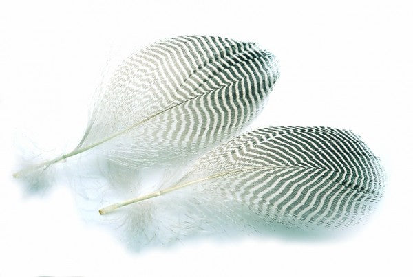 Veniard Teal Flank Feathers