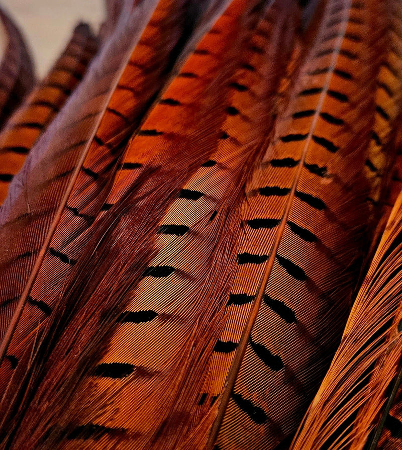 Cock Pheasant Tail Feather