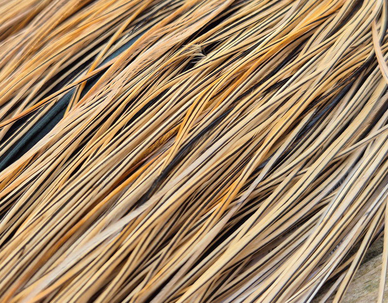 Whiting Farms - Pro Grade Midge Saddle - Golden Badger 2