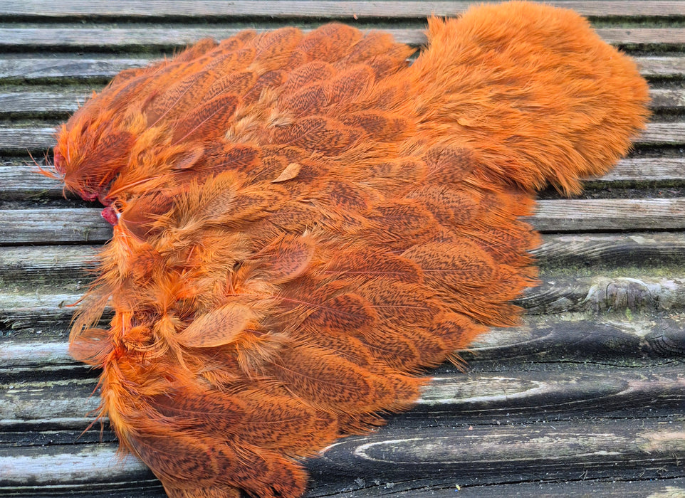 Whiting Farms - Brahma Hen Soft Hackle/Chickabou