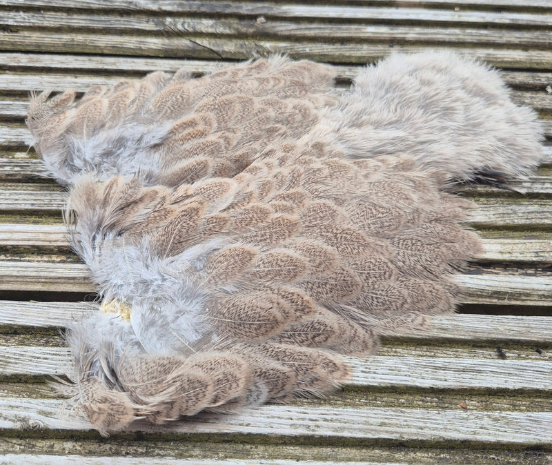 Whiting Farms - Brahma Hen Soft Hackle/Chickabou