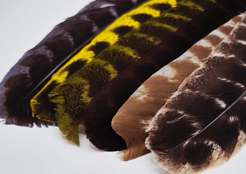 Nature's Spirit - Ozark Barred Turkey Quills