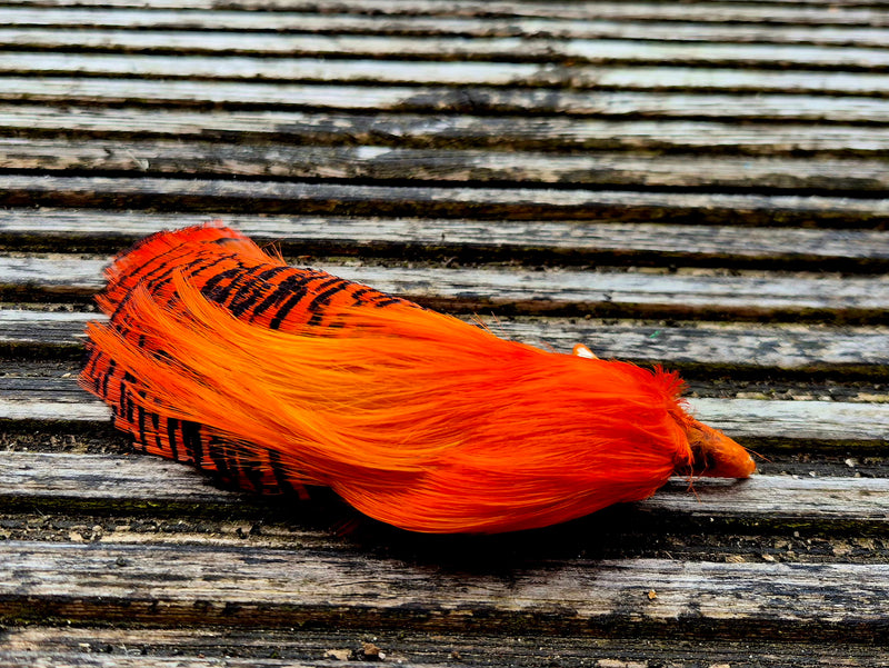Golden Pheasant Heads