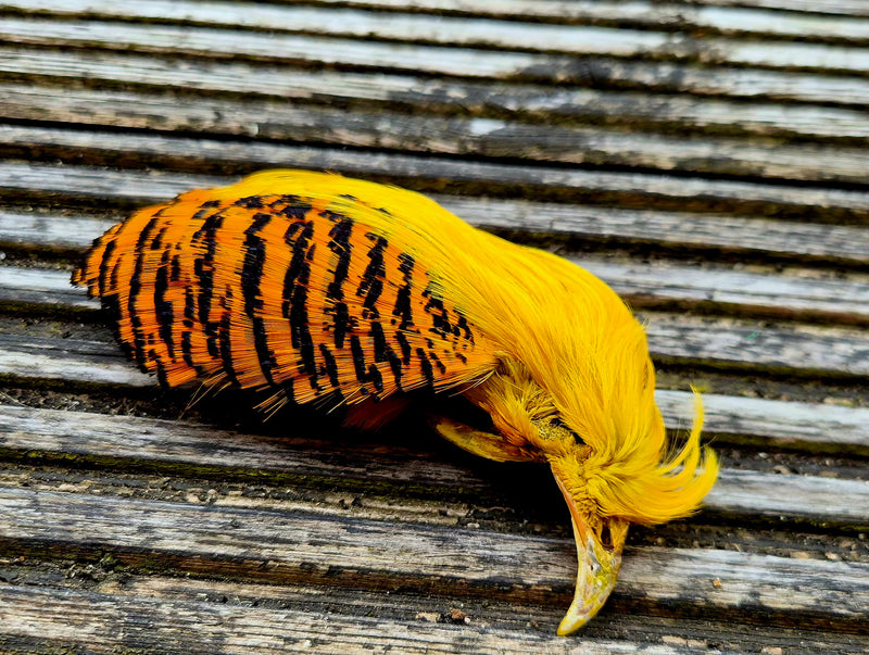 Golden Pheasant Heads