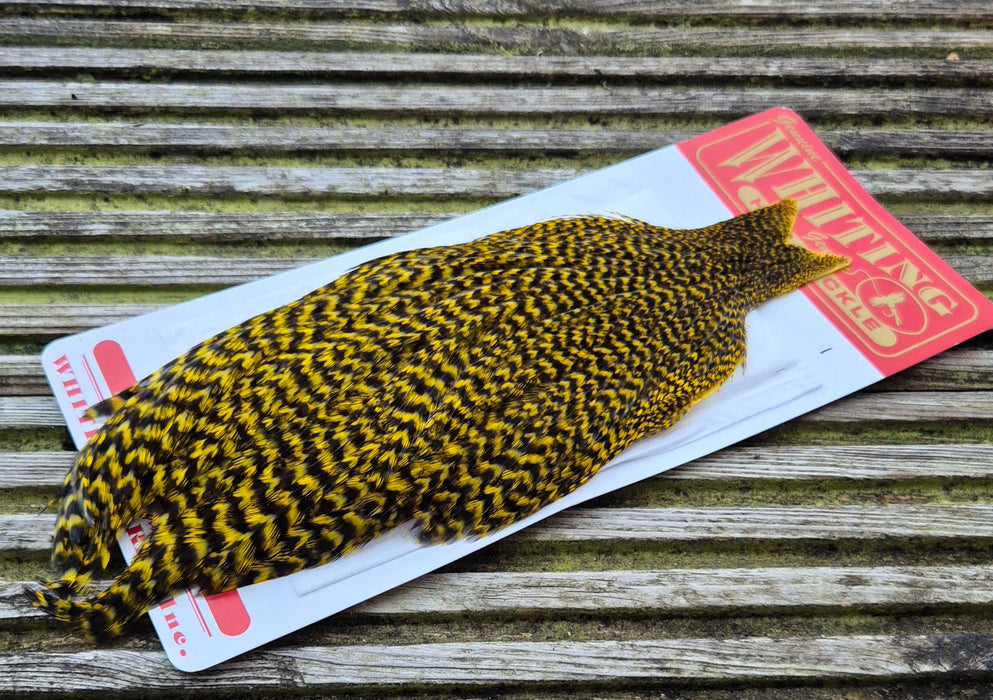 Whiting Farms - Hen Cape