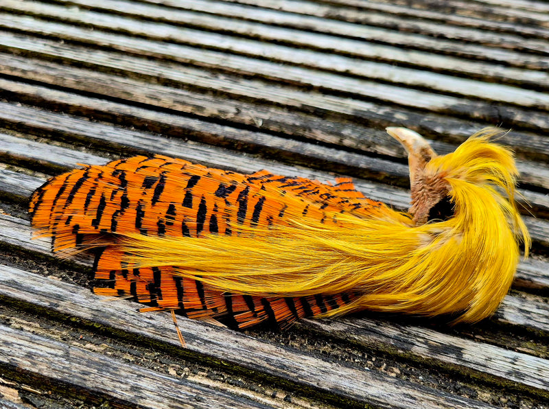 Golden Pheasant Heads