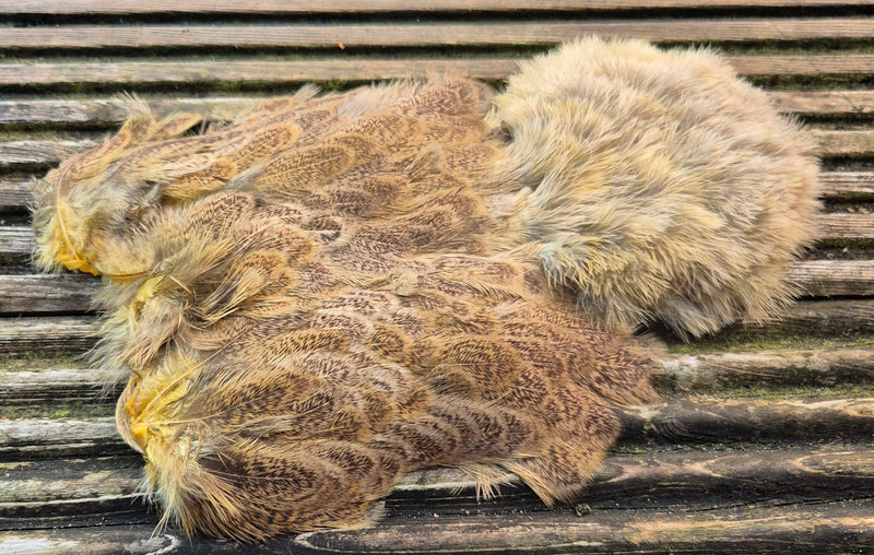 Whiting Farms - Brahma Hen Soft Hackle/Chickabou