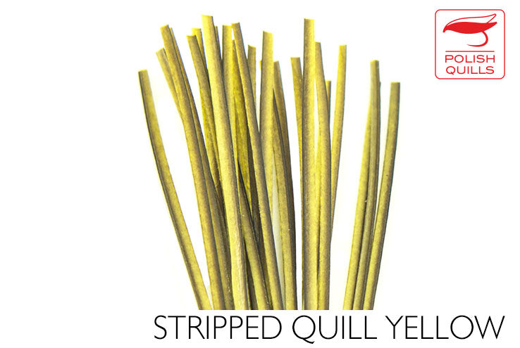 Polish Quills Hand Stripped Quillls